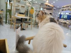 -喵园·猫主题咖啡厅·撸猫·猫咖(国贸店)