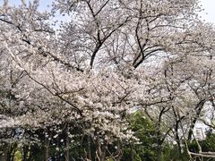 -嘉定紫藤园