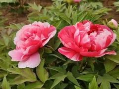 -清真马杰山牛肉汤馆