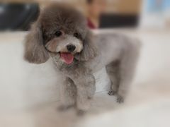 -北京恒爱动物医院(清景园分院)