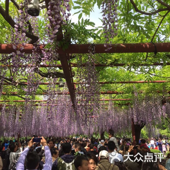 嘉定紫藤園圖片-北京公園-大眾點評網