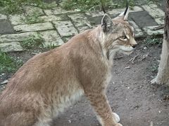 -青藏高原野生动物园