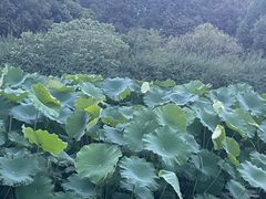 -成都南湖公园