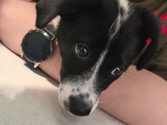 -心仪动物医院·牙专科·肿瘤·心脏科(西客站院)