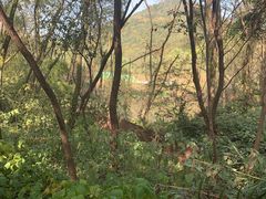 -西湖风景区-江洋畈生态公园