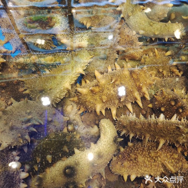 超级美味的小平岛海胆攻略