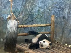 -深圳野生动物园
