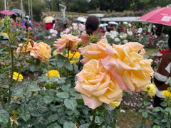 -人民公园(罗湖区)