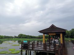 -荷塘月色湿地公园·向阳花洲
