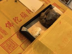 -米苏动物医院·犬猫专科·骨科外科内窥镜