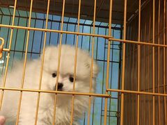 -爱侣宠医·鹦鹉专科·小型哺乳类·异宠专科(灵石路店)