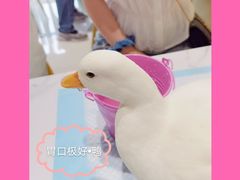 -RU DUCK柯尔鸭公社·撸鸭俱乐部·羊驼·小香猪