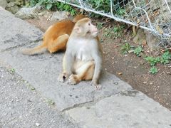 -黔灵山公园