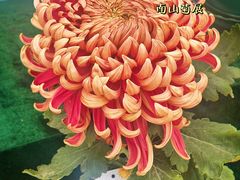 -南山植物园
