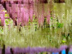 -嘉定紫藤园