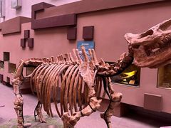 -陕西自然博物馆