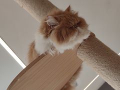 -CAT’S MEWSTAR CAFE·喵星球猫屋(晴湾咖啡店)