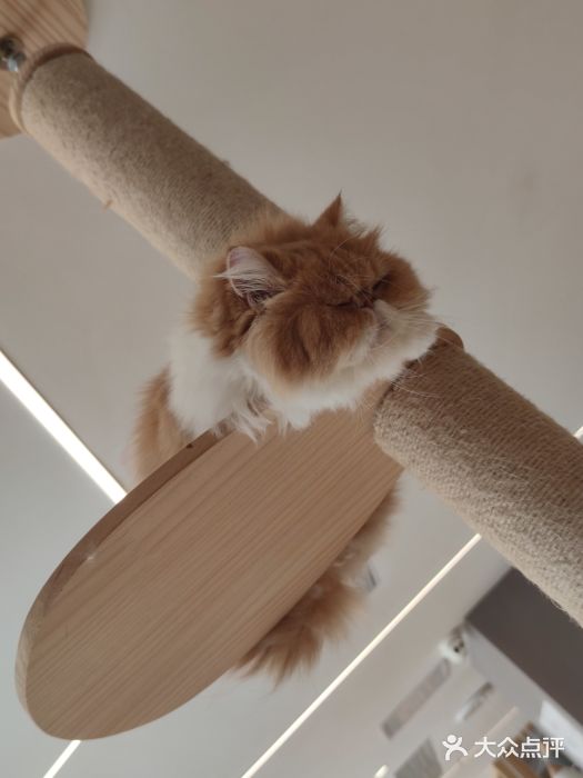 CAT’S MEWSTAR CAFE·喵星球猫屋(晴湾咖啡店)图片