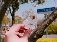 -新江湾城公园