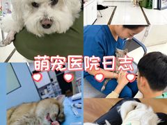 -派美特宠物医院·核磁CT·骨科肿瘤·疑难转诊(沈农禾丰店)