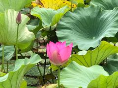 -洪湖生态旅游区