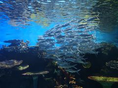 -华夏文旅海洋公园