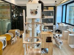 -有喵·猫咖·狗咖·30几只猫10只小狗(岗厦店)