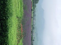 -曲江薰衣草庄园