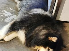 -more than meow吴止猫主题餐厅(承德 中船汇店)