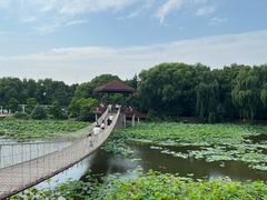 -荷塘月色湿地公园·向阳花洲