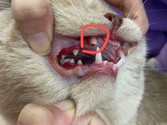 -瑞派康怡24h宠物医院·犬猫医疗中心·微创绝育(瑞景分院)