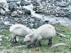 -硗碛藏寨·神木垒景区