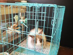 -志龙皇冠吃货椰子铺