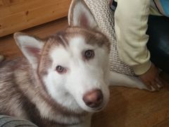 -Husky Go! 哈士奇体验馆·宠物咖啡厅狗咖