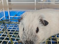 -楼上猫咖(罗湖店)