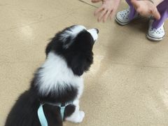 -瑞派·关忠动物医院·猫专科·犬专科(三环新城店)