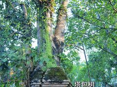 -西双版纳傣族园