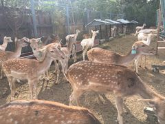 -北京麋鹿生态实验中心