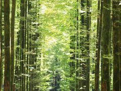 -山王坪喀斯特国家生态公园