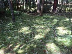 -西芳寺(苔寺)