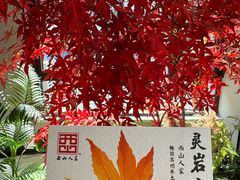 -西山人家·传统苏帮菜·家宴(木渎店)