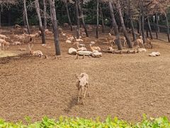 -沈阳森林动物园