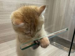 -飞行喵MR PILOT|猫舍·猫咖(静安大融城店)