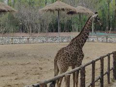 -北京野生动物园