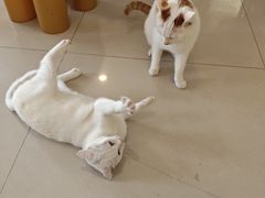 -平行世界·猫咖(首经贸店)
