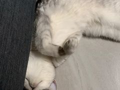 -喜多萌中农锦绣动物医院24H·猫科·牙科MRI·CT