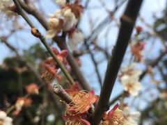 -香雪海