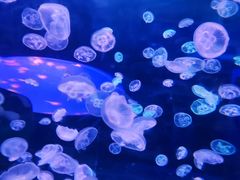 -多彩贵州城极地海洋世界