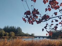 -大兴滨河森林公园