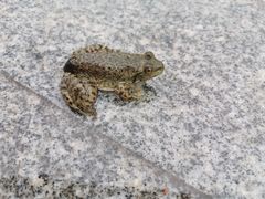 -星巴克(成都科学城店)